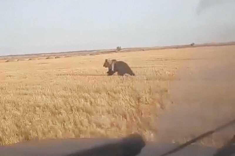 В Оренбургской области заметили медведя, бегающего по полю