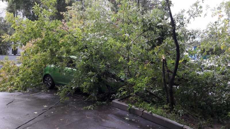 В Москве дерево рухнуло на иномарку с водителем внутри