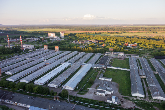 Свинское дело пермского правительства