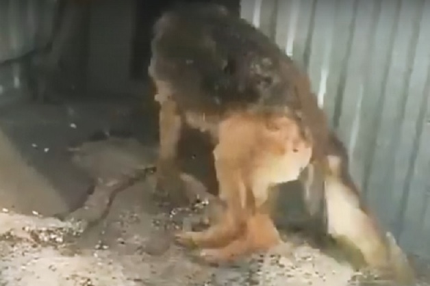 Тамбовчанин на видео заставлял свою собаку пить водку и пиво. У пса отказали лапы